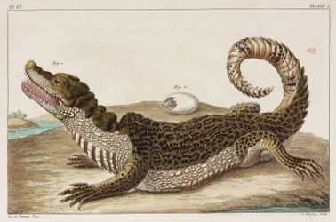 Caiman és a babája