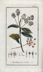 Kaliforniai lila (Ceanothus americanus). Litográfia Johannes Zorn (1739-1799) "Afbeelding der Artseny-Gewassen" című művéből, Hollandia.