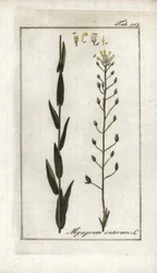 Cameline vagy lenbazárd vagy szezámmag Németországból (Camelina sativa). Litográfia Johannes Zorn (1739-1799) "Afbeelding der Artseny-Gewassen" című művéből, Hollandia.
