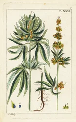 Kannabisz növény, Cannabis sativa.