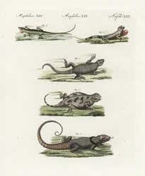 Fokföldi gyík (afrikai szaurusz), Cordylus cordylus 1, Cuvier madagaszkári fecske (madagaszkári gyík), Oplurus cuvieri 2, hegyi szarvú gyík (szarvú gyík), Phrynosoma orbiculare 3, jamaikai anole (jamaikai gyík), Anolis garmani 4, és zöld ano