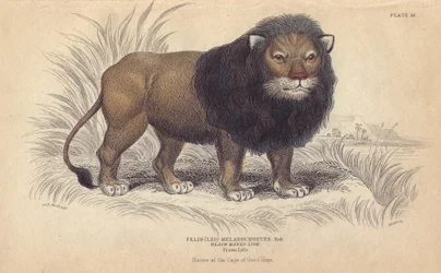 Oroszlán-fok. William Lizars litográfiája Charles Hamilton Smith rajza alapján, Sir William Jardine "Bibliotheque naturaliste, mammals, les felins" című, 1834-ben Edinburgh-ban (Skóciában) kiadott művéhez.