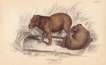 Vízidisznó, Hydrochoerus hydrochaeris (Hydrochaerus cabiai). Lizars kézzel színezett acélmetszete Charles Hamilton Smith illusztrációja után, William Jardine