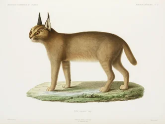 Caracal, Algéria
