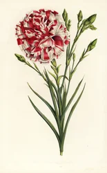 Szegfű hibrid, Louis Napoleon, Dianthus caryophyllus. Kézzel színezett litográfia Louis van Houtte és Charles Lemaire: Flowers of the Gardens and Hothouses of Europe, Flore des Serres et des Jardins de l