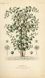 Macska zöldbriar vagy catbriar, Smilax glauca, Smilax sarsaparilla, Salsepareille, Debray kézzel színezett acélmetszet Edouard Maubert botanikai illusztrációja alapján, Pierre Oscar Reveil, A