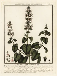 Macskagyökér, Nepeta Katar.