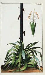 Századi növény, Agave americana.