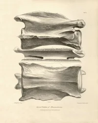 A Macrauchenia nyakcsigolyája, egy őskori állaté, amelyet Charles Darwin talált a Beagle fedélzetén tett felfedezőútja során. A H.M.S. Beagle Fitzroy kapitány parancsnoksága alatt 1832 és 1836 között tett útjának zoológiája szerkesztve és szuper