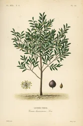 Cseresznye babér vagy angol babérfa, Prunus laurocerasus, Cerasus laurocerasus, Laurier-cerise