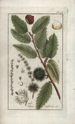 Gesztenye (Castanea sativa). Litográfia Johannes Zorn (1739-1799) "Afbeelding der Artseny-Gewassen" című művéből, Hollandia.