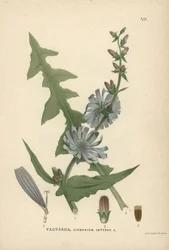 Cikória, Cichorium intybus