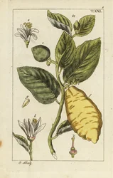 Citron, amely gyümölcsöt, leveleket és virágokat mutat, Citrus medica.