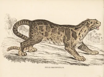 Felhőleopárd, Neofelis nebulosa (Felis macrocelis). Veszélyeztetett. Kézzel színezett acélmetszet Georg Friedrich Treitschke természetrajzi galériájából, Naturhistorischer Bildersaal des Thierreiches, Liepzig-1842.