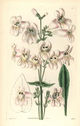 Cobaea-virágos penstemon, Penstemon cobaea. Weddell kézi rézmetszete J. McNab után John Lindley és Robert Sweet Ornamental Flower Garden and Shrubbery című művéből, G. Willis, London.