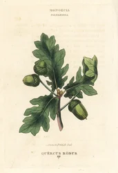 Közönséges brit tölgy, Quercus robur. Kézi rézmetszet Richard Duppa illusztrációja után a The Clours and Orders of the Linnaean System of Botany, Longman, Hurst, London című művéből.