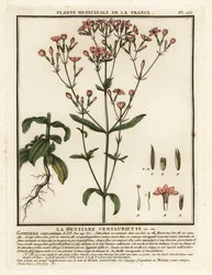 Közönséges centaury. Centaurium erythraea.