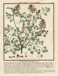 Közönséges fumitórium, Fumaria officinalis.