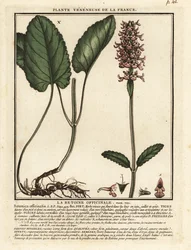Közönséges csípő, Stachys officinalis.