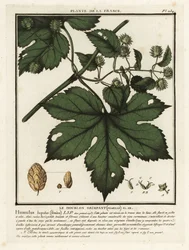 Közönséges komló, Humulus lupulus.
