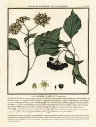 Közönséges borostyán, Hedera helix