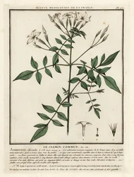 Közönséges jázmin, Jasminum officinale.
