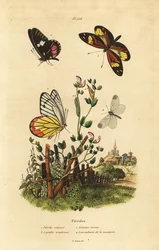 Közönséges jezebel, Delias eucharis 1, marhaszív fehér, Archonias brassolis 2, tigris utánzó fehér, Dismorphia amphione 3, fa fehér, Leptidea sinapis 4