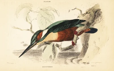 Common kingfisher, Alcedo atthis. 1889 (engraving)   1418896   hu       hungarian Successfully Translated  Original: The King armed, costume sketch for Henry Irving Translat: Københavnsk selskabsscene, t.v. kortspillere, t.h. musiceres der 1265269 hu hunga