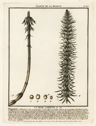 Közönséges kancafarkú, Hippuris vulgaris.