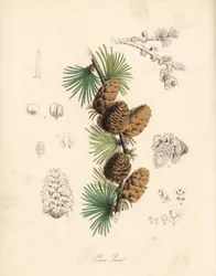 Közönséges vagy európai mézgás - Fehér vörösfenyő, Larix decidua (Larix europaea), levél, ág és toboz. C. Chabot kézzel festett cinkográfiája, rajzolta Miss M. A. Burnett "Plantae Utiliores: or Illustrations of Useful Plants" című művéből, Whittaker, Londo