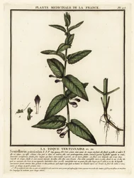 Közönséges koponyasapka, Scutellaria galericulata.