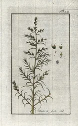 Közönséges szóda (Salsola soda). Litográfia Johannes Zorn (1739-1799) "Afbeelding der Artseny-Gewassen" című művéből, Hollandia.