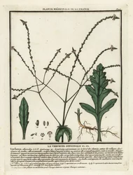 Közönséges verbéna, Verbena officinalis.