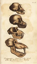 A majom, a pávián és a majom koponyájának összehasonlító anatómiája - Kézzel színezett rézmetszet Ebenezer Sibly Universal System of Natural History című művéből, London, London