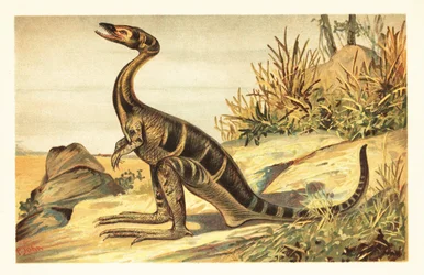 Compsognathus longipes, kihalt kicsi, húsevő theropoda. 1908 (litográfia)