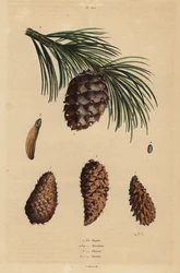 A kúszó fenyő tobozai, Pinus mugo 1, Aleppo fenyő, Pinus halepensis 2-4, szurokfenyő, Pinus rigida 5 és svájci fenyő, Pinus cembra