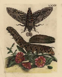 Convolvulus sólyommoly, Agrius convolvuli, hernyó és báb mezei szálkakkal, Convolvulus arvensis LXXV