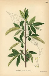 Repedezett fűzfa, Salix fragilis