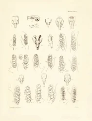 A Charles Darwin által a Beagle fedélzetén tett felfedezőútja során leírt különböző rágcsálófajok darvai és fogai. Tábla a "The Zoology of the voyage of the H.M.S. Beagle under the command of Captain Fitzroy during the years 1832 to 1836 edited and sup