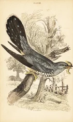 Kakukk, Cuculus canorus, csőrében hernyóval. 1889 (metszet)