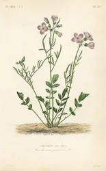 Kakukkvirág, Cardamine pratensis, Cardamine des pres