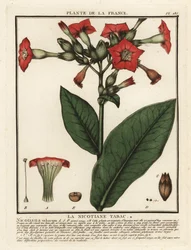 Termesztett dohány, Nicotiana tabacum.