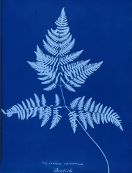 A Polypodium calcareum cianotípusa
