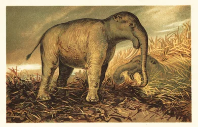Deinotherium giganteum, a modern kor nagy őskori rokona1908 (kőnyomat)