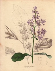 A Közép- és Kelet-Európában őshonos magyar lila (Syringa josikaea) leírása. Miss R. Mills (aktív 1836-1842) illusztrációja a Benjamin Maund által 1836 és 1842 között kiadott ötkötetes The Botanist című sorozatban. Ez a mű híres
