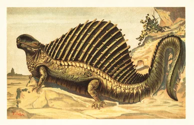 Dimetrodon limbatus jellegzetes idegi gerincvitorlával 1908 (litográfia)