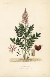 Dittany, Dictamnus fehér, Dictame