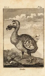 Dodo, Raphus cucullatus, kihalt madár