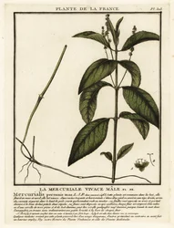 Kutyahigany, évelő Mercurialis.