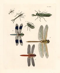 Szitakötőlárvák 1, 2, 3, közönséges fehérfarkú szitakötő, Libellula lydia 4, zöld acsa, Anax junius 5, valamint skarlátvörös vagy bíbor szitakötő, Crocothemis servilia 6. Kézzel színezett litográfia Dru Drury „Illustrations of Exotic Entomology“ című